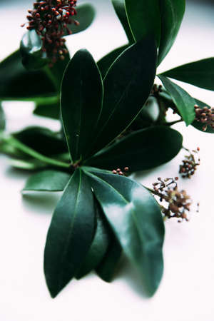 water drops on the green leaves of a tropical plant, abstract floral fuzzy backgroundの写真素材