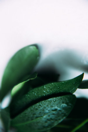 water drops on the green leaves of a tropical plant, abstract floral fuzzy background