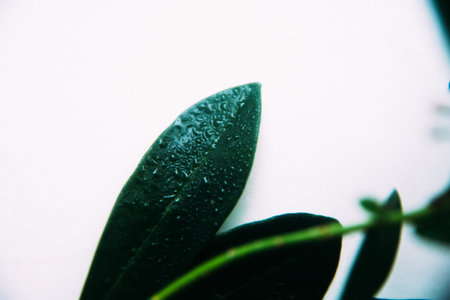 water drops on the green leaves of a tropical plant, abstract floral fuzzy background