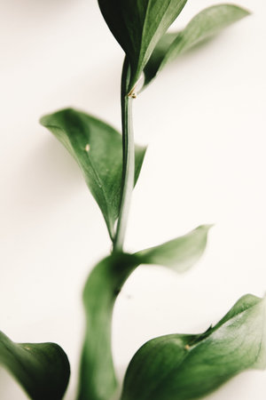 green branch of the plant, spring composition, close-up of greenery