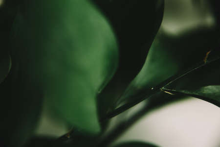 green branch of the plant, spring composition, close-up of greeneryの写真素材