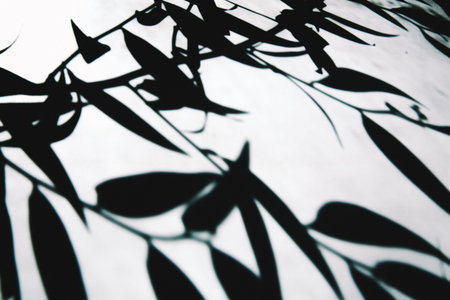 abstract plant background, silhouettes and shadows of leaves in the sun, black and white frame of...