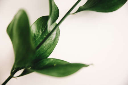 green branch of the plant, spring composition, close-up of greeneryの写真素材