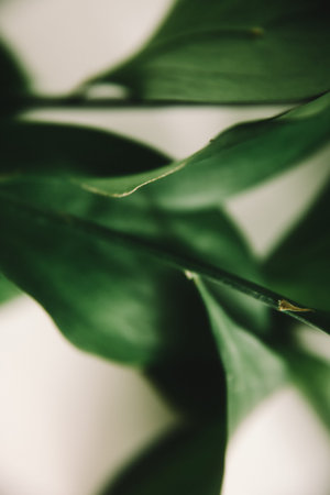 green branch of the plant, spring composition, close-up of greeneryの写真素材