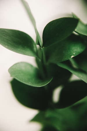 green branch of the plant, spring composition, close-up of greeneryの写真素材