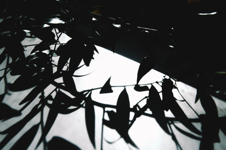 abstract plant background, silhouettes and shadows of leaves in the sun, black and white frame of...