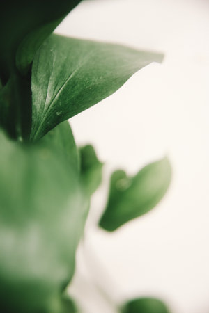 green branch of the plant, spring composition, close-up of greeneryの写真素材