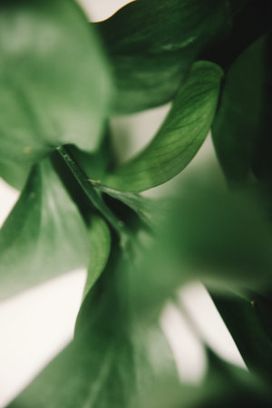 green branch of the plant, spring composition, close-up of greeneryの写真素材