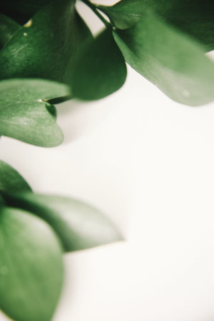 green branch of the plant, spring composition, close-up of greenery