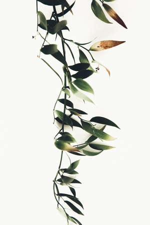 green branch of the plant, spring composition, close-up of greeneryの写真素材