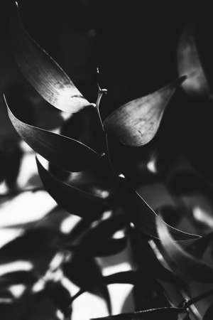abstract plant background, silhouettes and shadows of leaves in the sun, black and white frame of plantsの写真素材