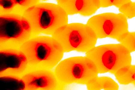 abstract yellow-black background, beautiful and fuzzy pattern on white background