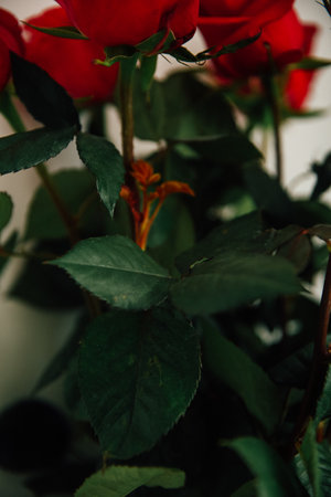 bouquet of scarlet roses, large buds on white background. atmospheric photography for March 8 and mother's dayの写真素材