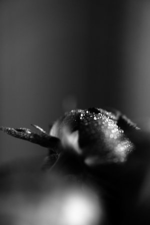 beautiful black and white photo of a rose flower, water drops close-up on rose petals, art photo of a plant, place for textの写真素材