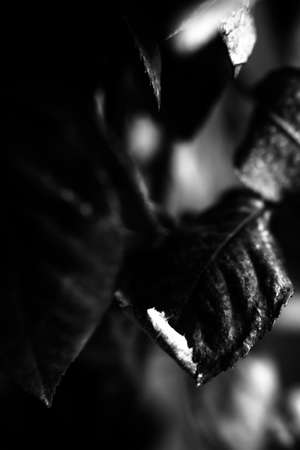 beautiful black and white photo of a rose flower, water drops close-up on rose petals, art photo of a plant, place for textの写真素材