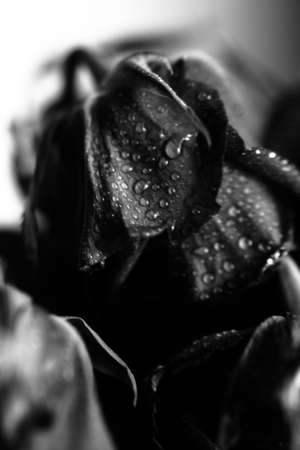 beautiful black and white photo of a rose flower, water drops close-up on rose petals, art photo of a plant, place for textの写真素材