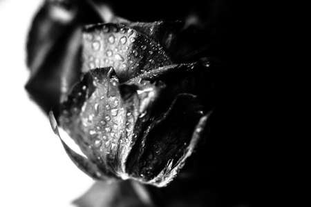beautiful black and white photo of a rose flower, water drops close-up on rose petals, art photo of a plant, place for textの写真素材