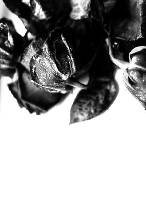 water drops on rose petals, black and white photo of flower, space for textの写真素材