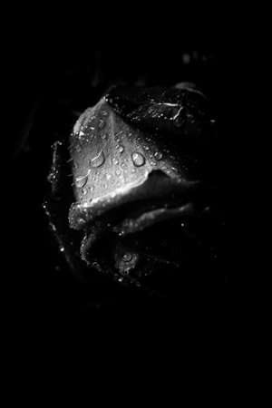 beautiful black and white photo of a rose flower, water drops close-up on rose petals, art photo of a plant, place for textの写真素材