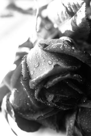 water drops on rose petals, black and white photo of flower, space for textの写真素材