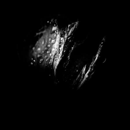 beautiful black and white photo of a rose flower, water drops close-up on rose petals, art photo of a plant, place for textの写真素材