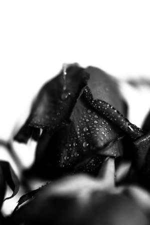water drops on rose petals, black and white photo of flower, space for textの写真素材