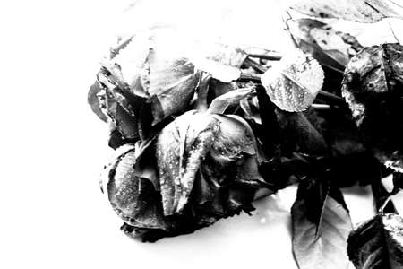 water drops on rose petals, black and white photo of flower, space for textの写真素材