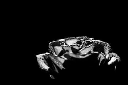 beautiful black and white photo of a rose flower, water drops close-up on rose petals, art photo of a plant, place for textの写真素材