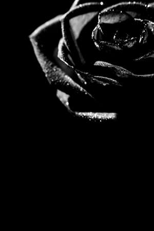beautiful black and white photo of a rose flower, water drops close-up on rose petals, art photo of a plant, place for textの写真素材