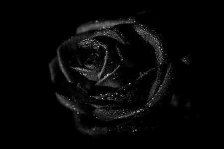 beautiful black and white photo of a rose flower, water drops close-up on rose petals, art photo of a plant, place for textの写真素材
