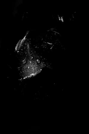 beautiful black and white photo of a rose flower, water drops close-up on rose petals, art photo of a plant, place for textの写真素材