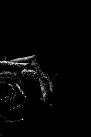 beautiful black and white photo of a rose flower, water drops close-up on rose petals, art photo of a plant, place for textの写真素材