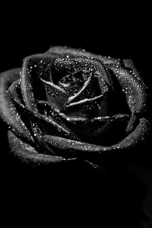 beautiful black and white photo of a rose flower, water drops close-up on rose petals, art photo of a plant, place for textの写真素材
