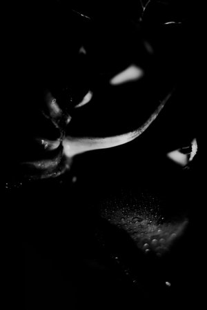 beautiful black and white photo of a rose flower, water drops close-up on rose petals, art photo of a plant, place for textの写真素材