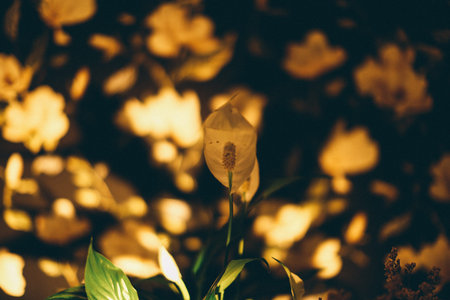 abstract home background, interior photos in the light of dimmed lamps, glare and reflections