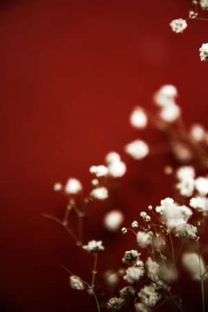 White flowers of the gypsophila on burgundy background. Dark spring background. Flat lay, top view.の写真素材