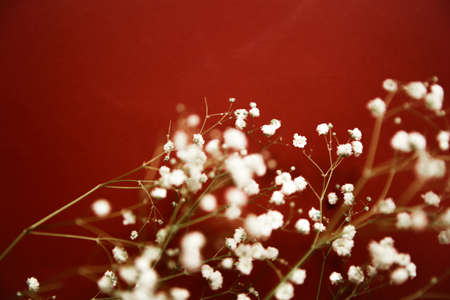White flowers of the gypsophila on burgundy background. Dark spring background. Flat lay, top view.の写真素材