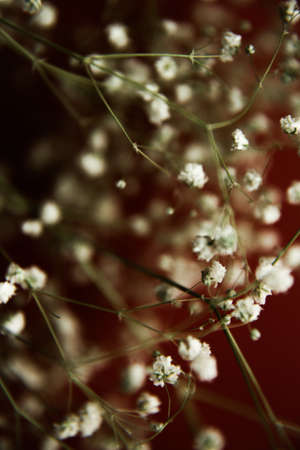 White flowers of the gypsophila on burgundy background. Dark spring background. Flat lay, top view.の写真素材
