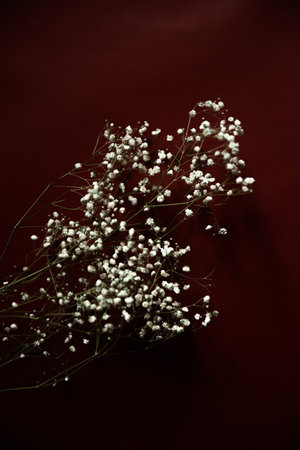 White flowers of the gypsophila on burgundy background. Dark spring background. Flat lay, top view.の写真素材