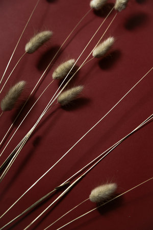 Rabbit bunny tail grass plant bouquet on burgundy background. Flat lay, top view.