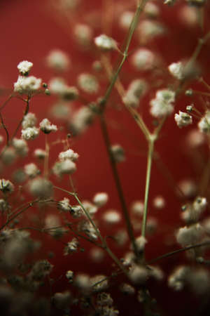 White flowers of the gypsophila on burgundy background. Dark spring background. Flat lay, top view.の写真素材