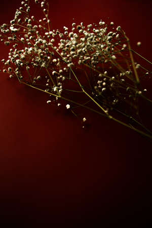 White flowers of the gypsophila on burgundy background. Dark spring background. Flat lay, top view.の写真素材