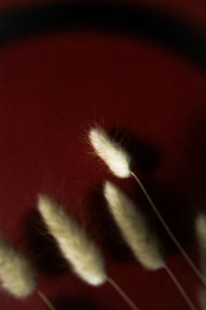 Rabbit bunny tail grass plant bouquet on burgundy background. Flat lay, top view.の写真素材