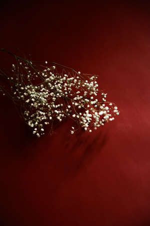 White flowers of the gypsophila on burgundy background. Dark spring background. Flat lay, top view.の写真素材