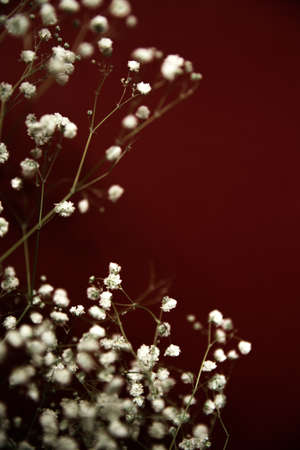 White flowers of the gypsophila on burgundy background. Dark spring background. Flat lay, top view.の写真素材