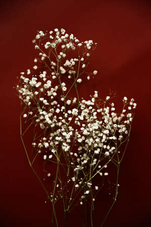 White flowers of the gypsophila on burgundy background. Dark spring background. Flat lay, top view.の写真素材