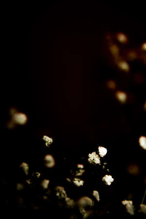 White flowers of the gypsophila on burgundy background. Dark spring background. Flat lay, top view.の写真素材