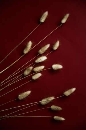 Rabbit bunny tail grass plant bouquet on burgundy background. Flat lay, top view.の写真素材