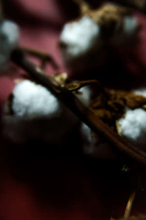 Cotton branches plant bouquet on burgundy background. Flat lay, top view.の写真素材