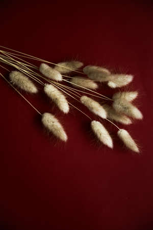 Rabbit bunny tail grass plant bouquet on burgundy background. Flat lay, top view.の写真素材